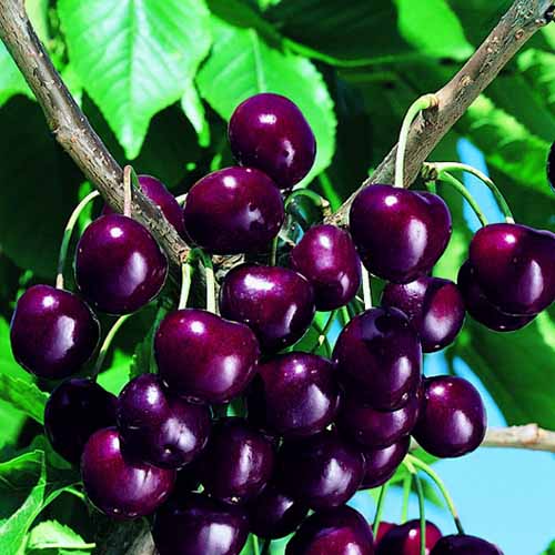 Třešeň Skeena obrázek 1 artikel 4871