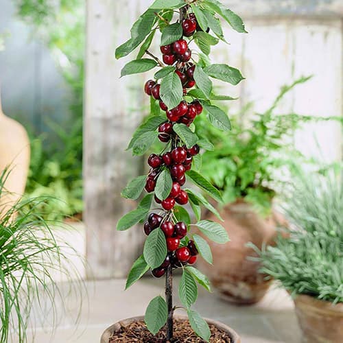 Třešeň sloupovitá Black obrázek 1 artikel 1946