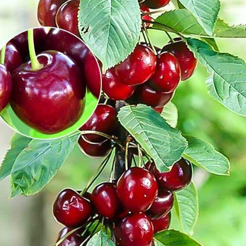 Třešeň sloupovitá Helene obrázek 1 artikel 1925