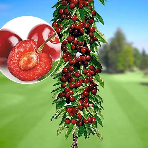 Třešeň sloupovitá Queen Marry, С2 artikel fotografie 1 Třešeň sloupovitá Queen Marry, С2 obrázek 1 artikel 1921