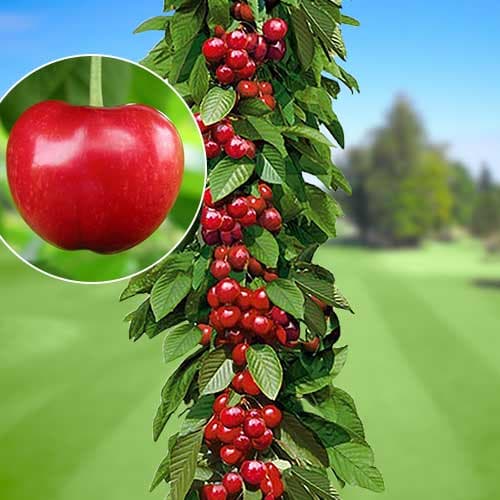 Třešeň sloupovitá Silva obrázek 1 artikel 1924