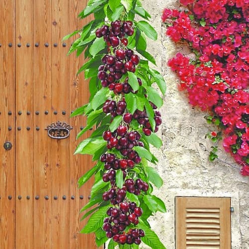 Třešeň sloupovitá Victoria, С2 artikel fotografie 1 Třešeň sloupovitá Victoria, С2 obrázek 1 artikel 1923