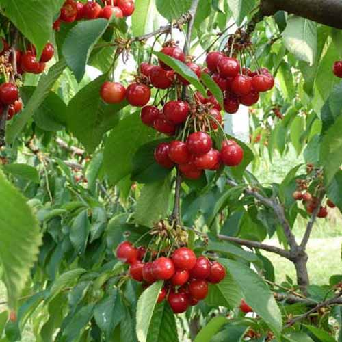 Třešeň Swing artikel fotografie 1 Třešeň Swing obrázek 1 artikel 4872