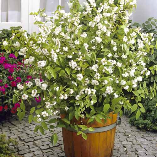 Trojpuk hybridný Pride of Rochester, С2 obrázek 1 artikel 8215