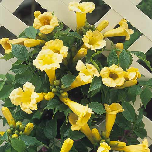 Trubač Kořeňující Flava, С2 obrázek 1 artikel 8210