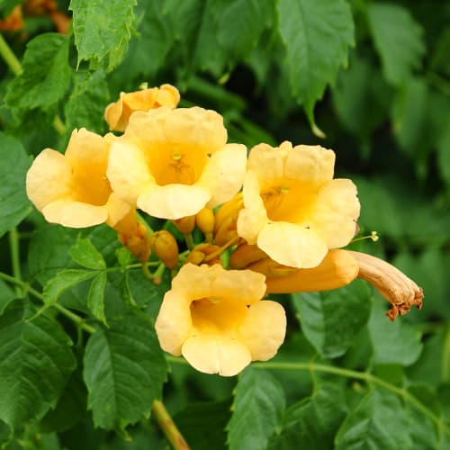 Trubač Kořeňující Judy obrázek 1 artikel 9153