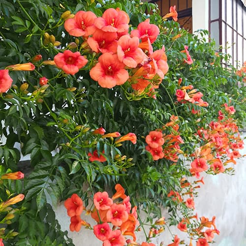 Trubač Kořeňující Radicans, P9 obrázek 1 artikel 9181