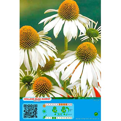 Třapatka (Echinacea) bílá obrázek 1 artikel 70476
