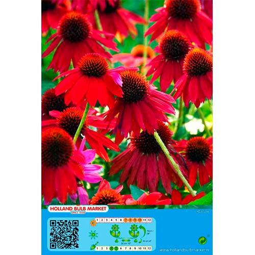 Třapatka (Echinacea) červená obrázek 1 artikel 76436