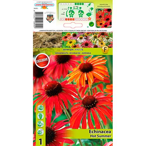 Třapatka (Echinacea) Hot Summer obrázek 1 artikel 76627