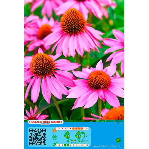 Třapatka (Echinacea) růžová obrázek 1 artikel 76435