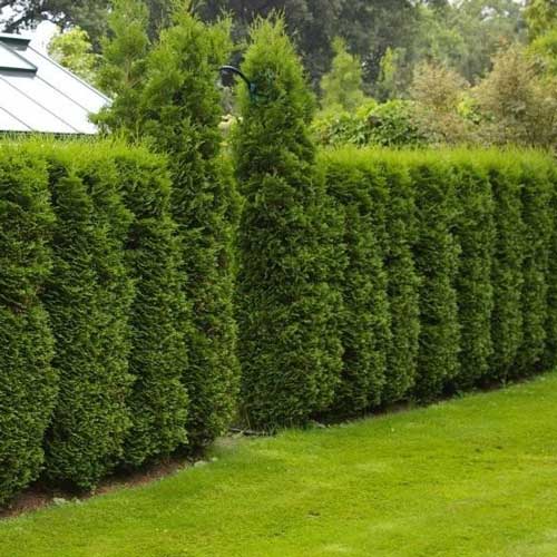 Tůje západní Columna, C2 obrázek 1 artikel 9413