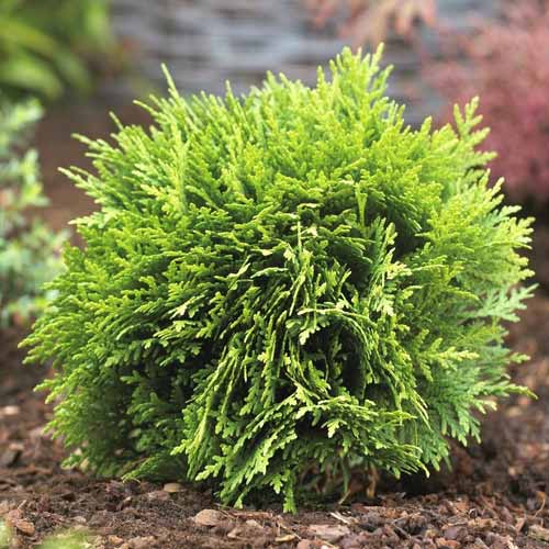 Tůje západní Danica, Р9 obrázek 1 artikel 9466