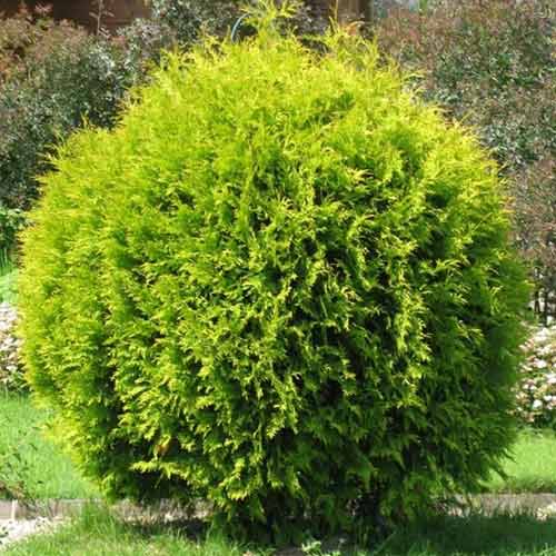 Tůje západní Golden Globe obrázek 1 artikel 4517