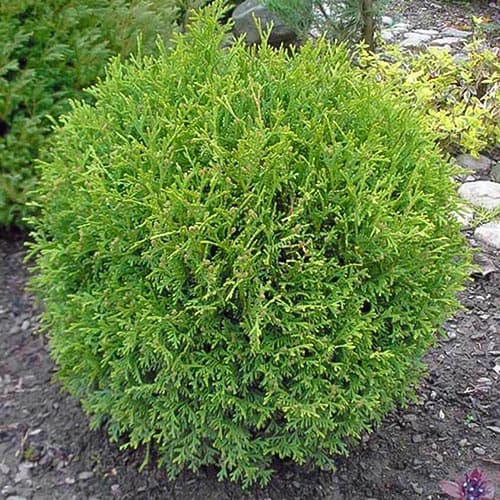 Tůje západní Little Gem obrázek 1 artikel 4683