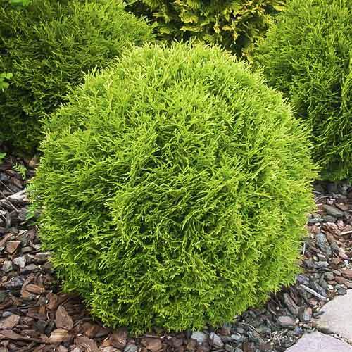 Tůje západní Little Giant, С3 obrázek 1 artikel 7751