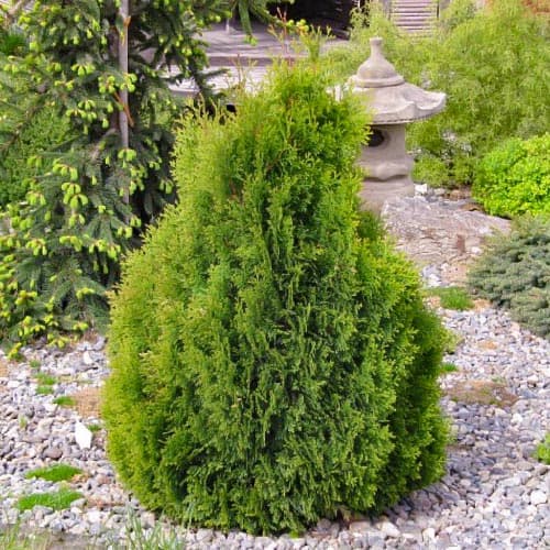 Tůje západní Miky obrázek 1 artikel 4684