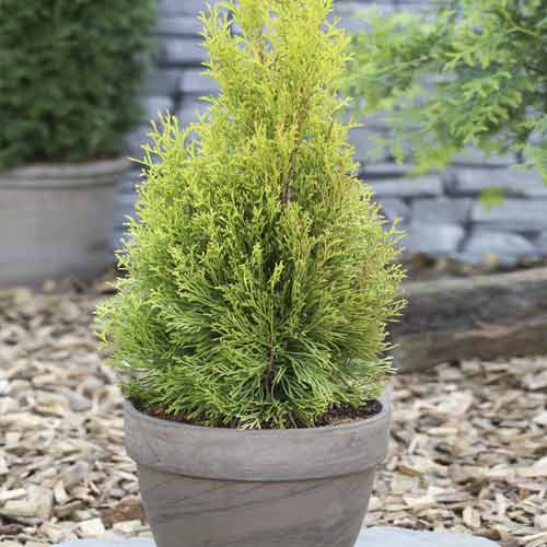 Tůje západní Smaragd, Р9 artikel fotografie 1 Tůje západní Smaragd, Р9 obrázek 1 artikel 9415