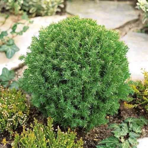 Tůje západní Teddy, C2 obrázek 1 artikel 7753