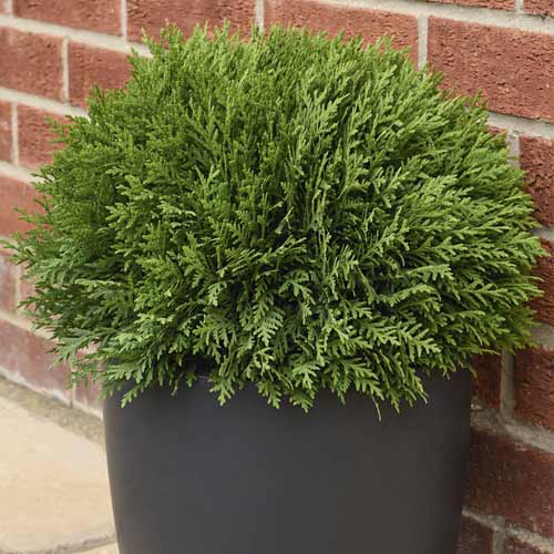 Tůje západní Tiny Tim, C2 obrázek 1 artikel 7754