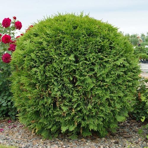 Tůje západní Woodwardii obrázek 1 artikel 4681