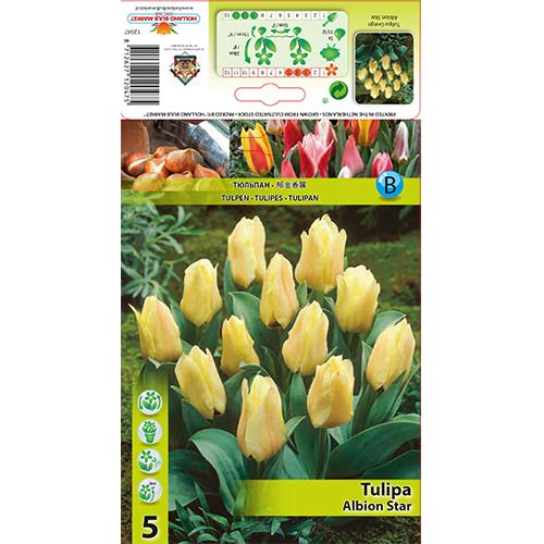 Tulipán Albion Star artikel fotografie 1 Tulipán Albion Star obrázek 1 artikel 67450
