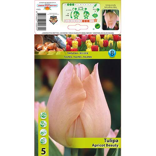 Tulipán Apricot Beauty obrázek 1 artikel 67864