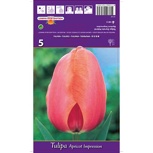 Tulipán Apricot Impression obrázek 1 artikel 67687