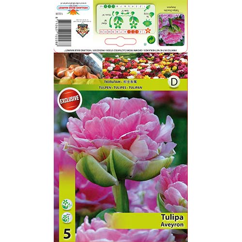 Tulipán Aveyron artikel fotografie 1 Tulipán Aveyron obrázek 1 artikel 68075