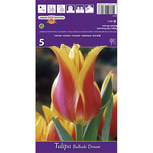 Tulipán Ballade Dream artikel fotografie 1 Tulipán Ballade Dream obrázek 1 artikel 67477