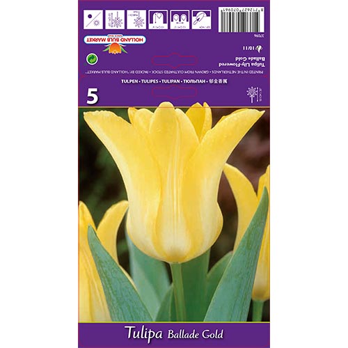 Tulipán Ballade Gold artikel fotografie 1 Tulipán Ballade Gold obrázek 1 artikel 67478