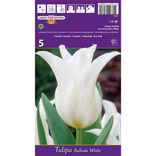 Tulipán Ballade White obrázek 1 artikel 67691