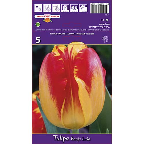 Tulipán Banja Luka artikel fotografie 1 Tulipán Banja Luka obrázek 1 artikel 68103