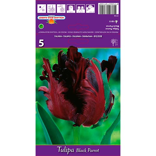 Tulipán Black Parrot obrázek 1 artikel 67489