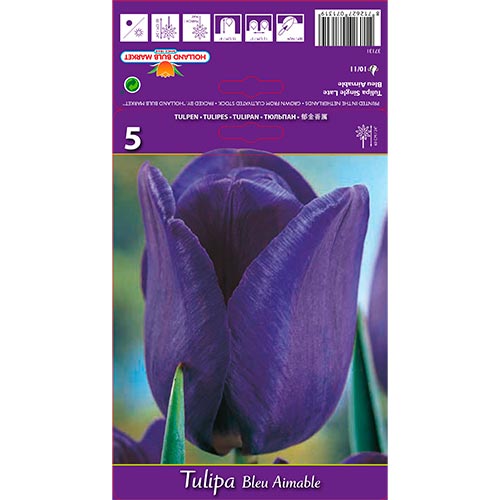 Tulipán Blue Amaible artikel fotografie 1 Tulipán Blue Amaible obrázek 1 artikel 67705