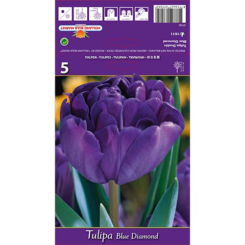Tulipán Blue Diamond artikel fotografie 1 Tulipán Blue Diamond obrázek 1 artikel 67769