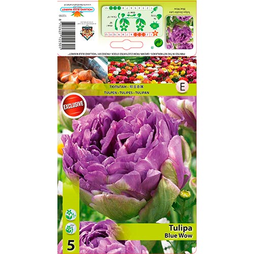 Tulipán Blue Wow artikel fotografie 1 Tulipán Blue Wow obrázek 1 artikel 67701