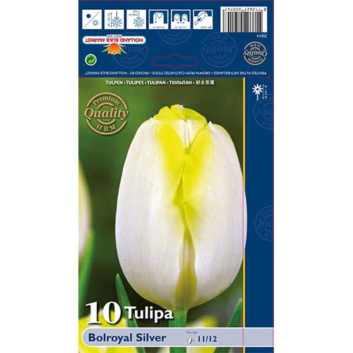 Tulipán Bolroyal Silver artikel fotografie 1 Tulipán Bolroyal Silver obrázek 1 artikel 67706