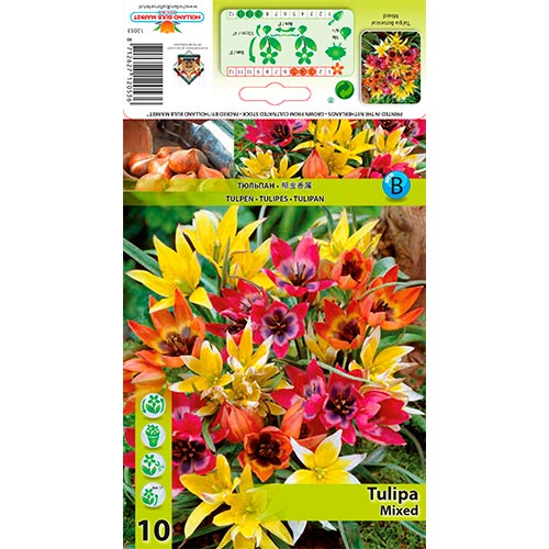 Tulipán botanický, mix obrázek 1 artikel 67873