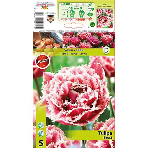 Tulipán Brest artikel fotografie 1 Tulipán Brest obrázek 1 artikel 68076
