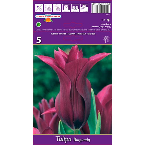 Tulipán Burgundy artikel fotografie 1 Tulipán Burgundy obrázek 1 artikel 67759