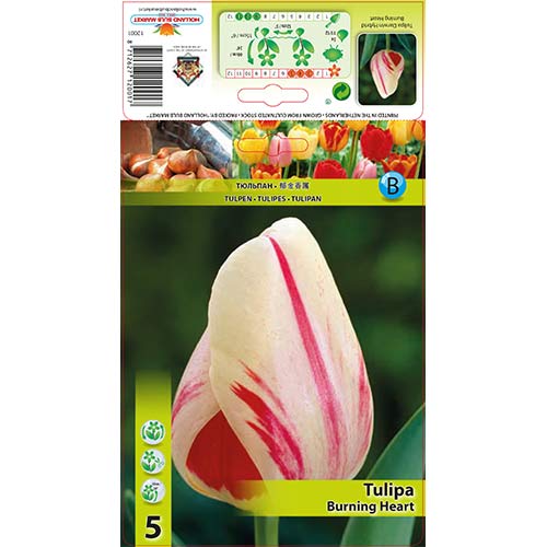 Tulipán Burning Heart artikel fotografie 1 Tulipán Burning Heart obrázek 1 artikel 70292