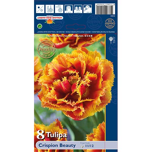 Tulipán Crispion Beauty artikel fotografie 1 Tulipán Crispion Beauty obrázek 1 artikel 68027