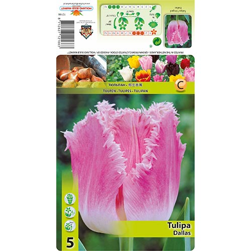 Tulipán Dallas obrázek 1 artikel 67694