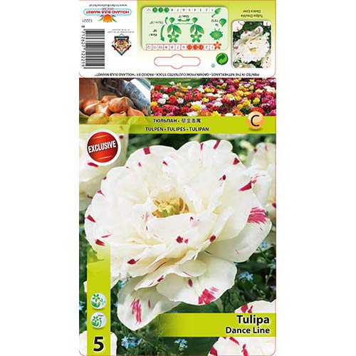 Tulipán Dance Line obrázek 1 artikel 67457