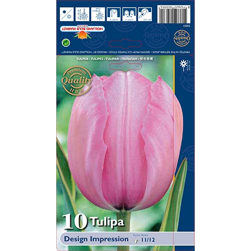 Tulipán Design Impression obrázek 1 artikel 67728