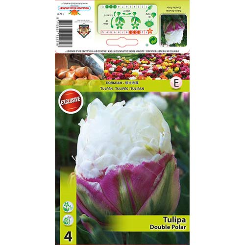 Tulipán Double Polar artikel fotografie 1 Tulipán Double Polar obrázek 1 artikel 67485