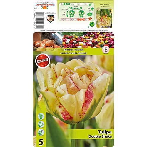 Tulipán Double Shake obrázek 1 artikel 68404