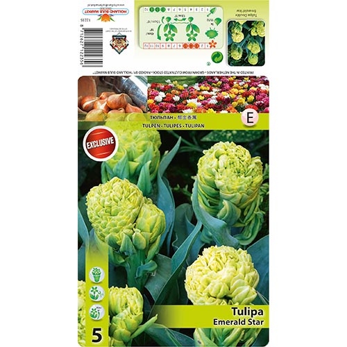 Tulipán Emerald Star obrázek 1 artikel 68406