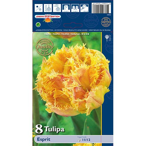 Tulipán Esprit artikel fotografie 1 Tulipán Esprit obrázek 1 artikel 68029